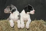 DOGUE ALLEMAND 625